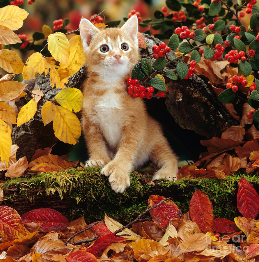 Autumn Prowling Photograph by Warren Photographic
