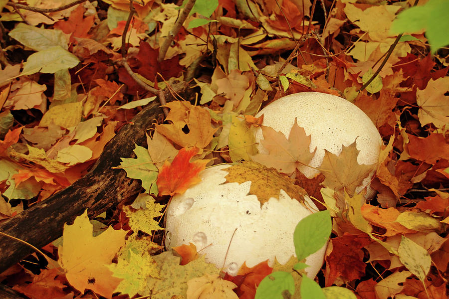 Autumn Puffballs Photograph by Debbie Oppermann