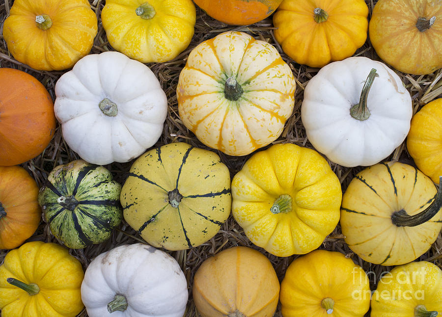 Autumn Pumpkin Pattern  Photograph by Tim Gainey