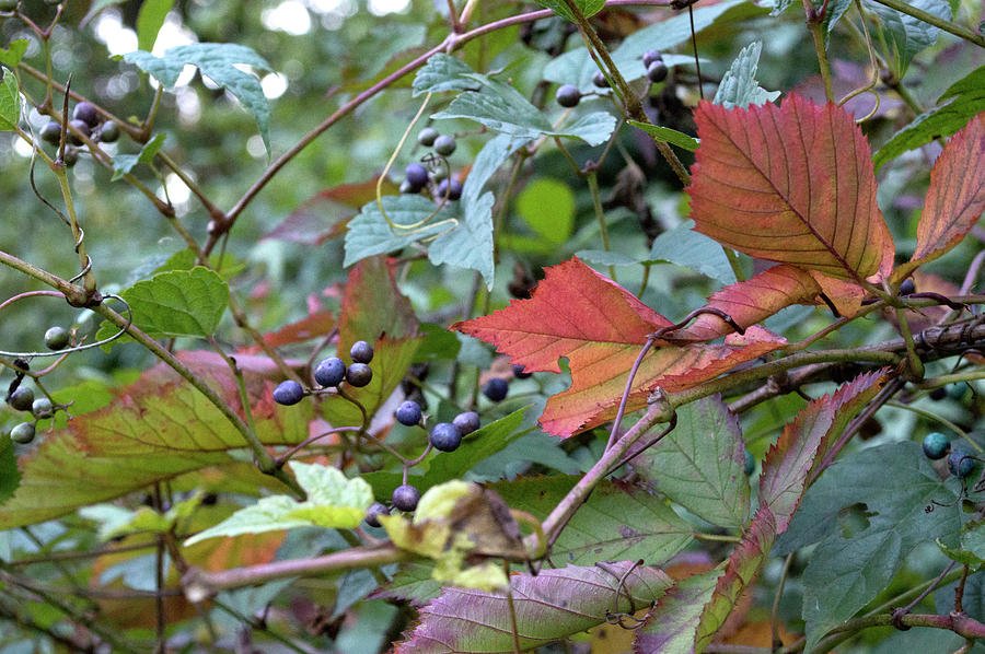 Autumn Purple Berries Photograph by Lisa Blake