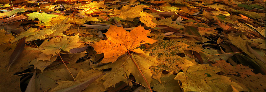 Autumn Quilt Photograph by David Andersen