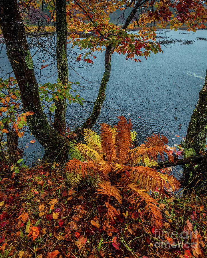 Autumn Rain 1 Photograph by Roger Monahan