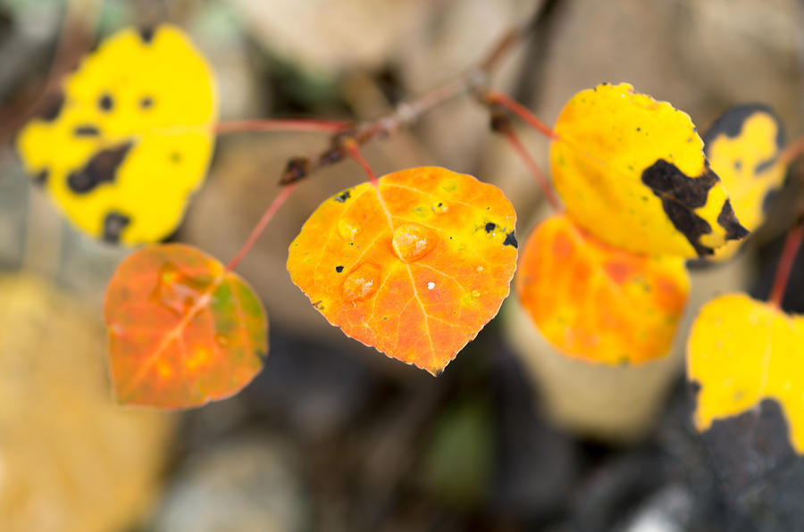 Fall Photograph - Autumn Rain #4 by Brian Strong