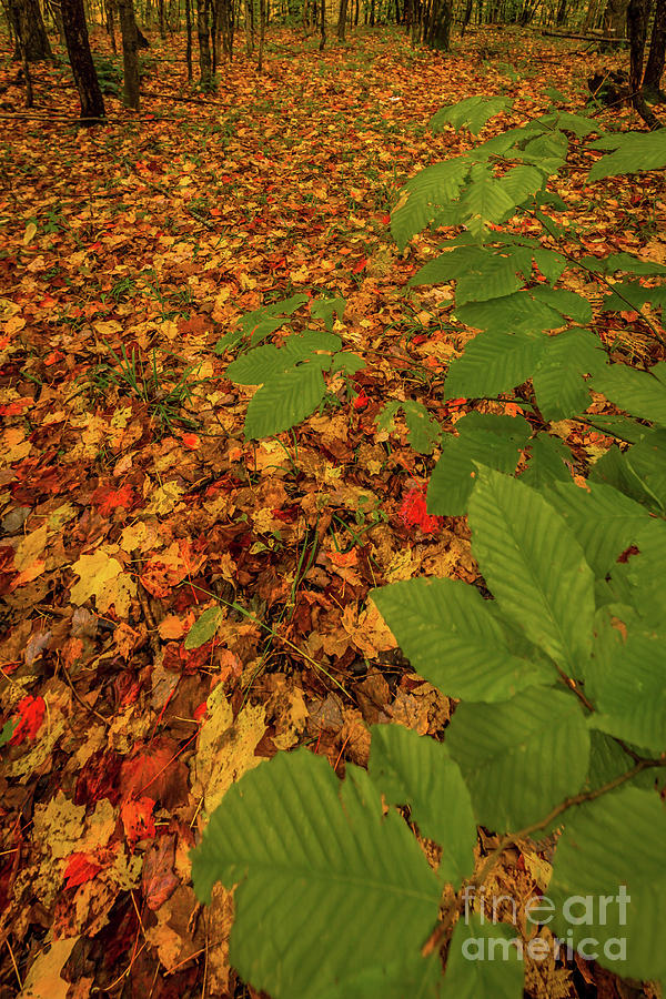 Autumn Rain 4 Photograph by Roger Monahan