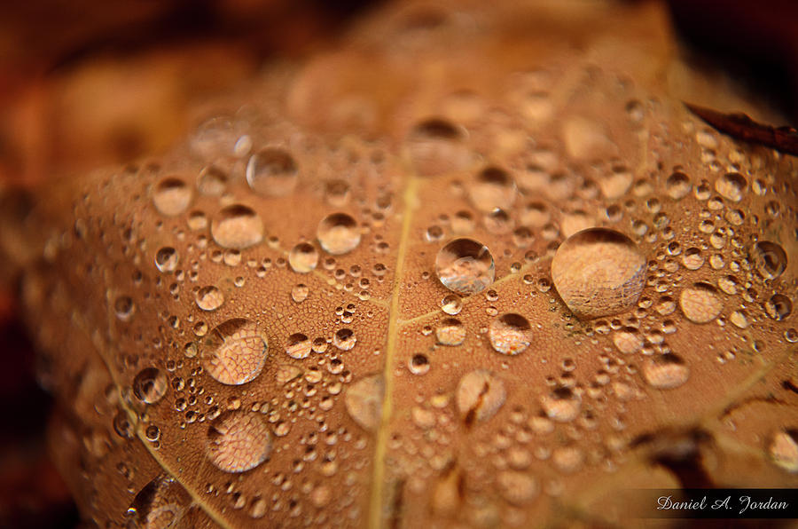 Fall Foliage Photograph - Autumn Rain by Dan Jordan
