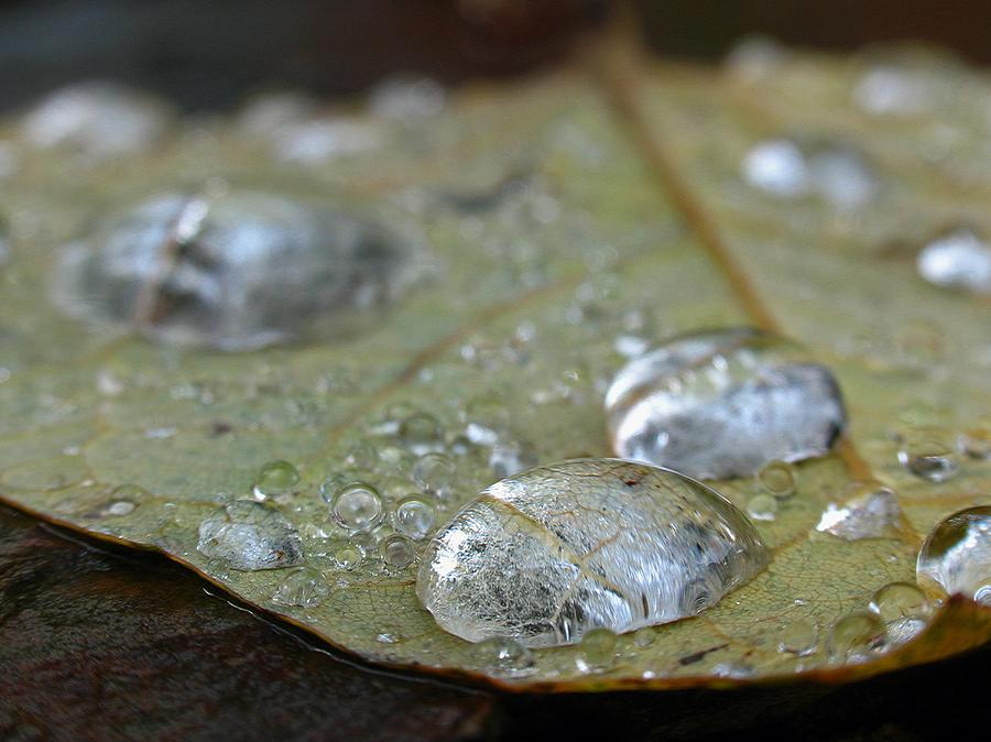 Autumn Rain Photograph by Juergen Roth
