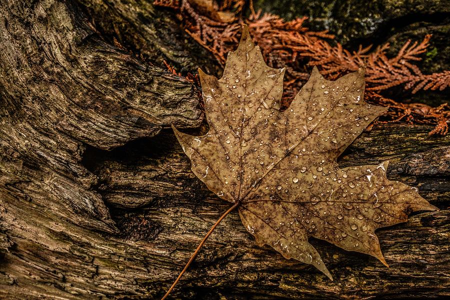 Autumn Rain Photograph by Karl Anderson