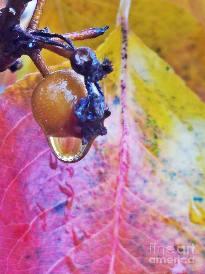 Autumn Rain Photograph by Maria Urso