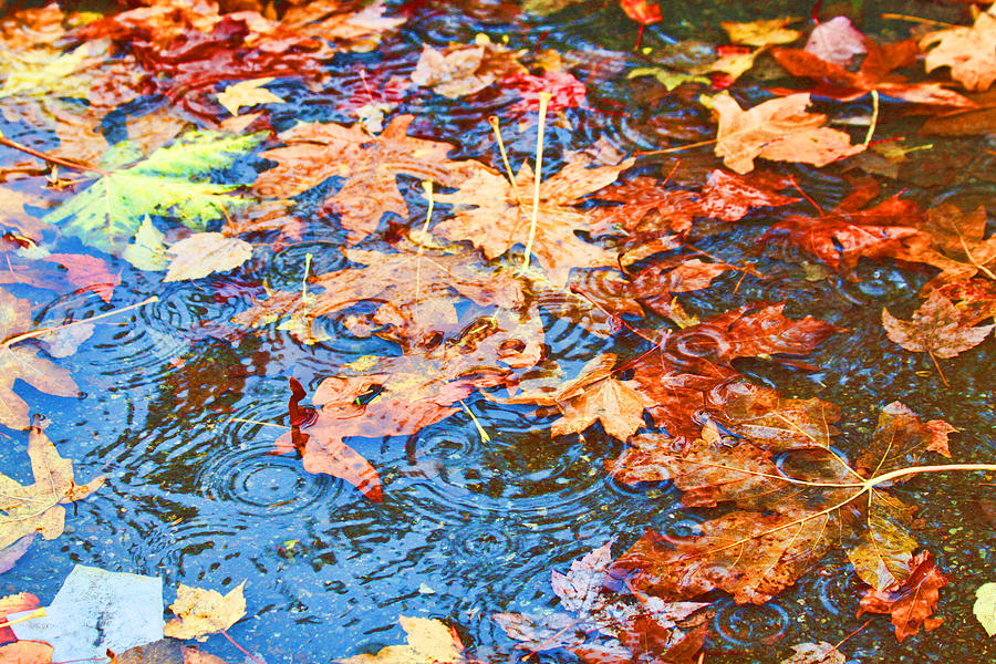 Autumn rain Photograph by Sergey and Svetlana Nassyrov