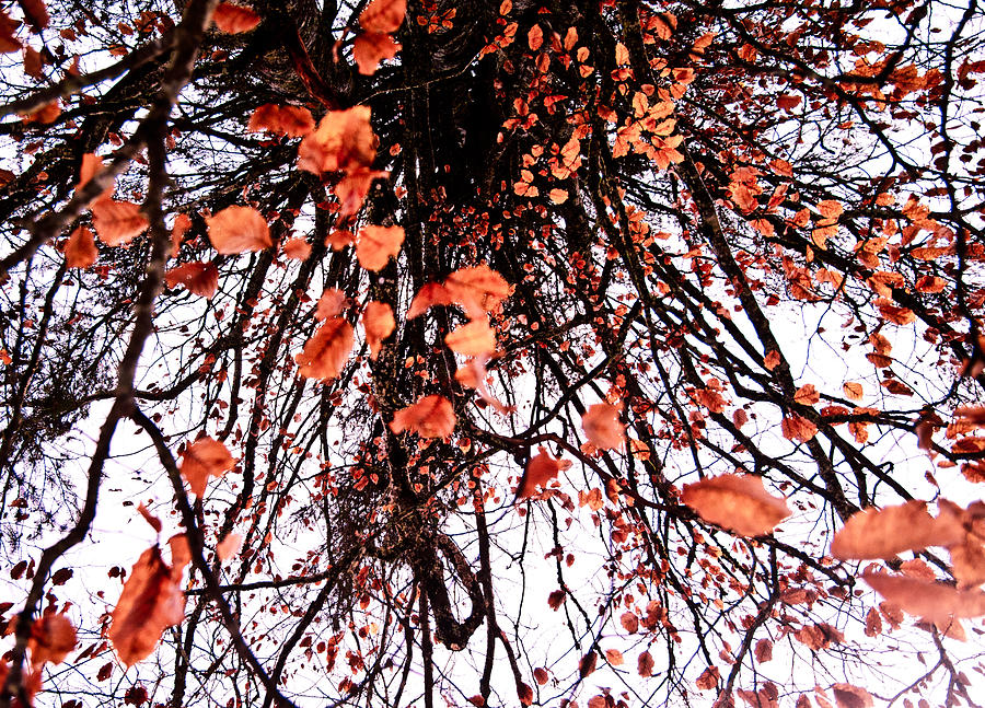 Autumn Rain Photograph