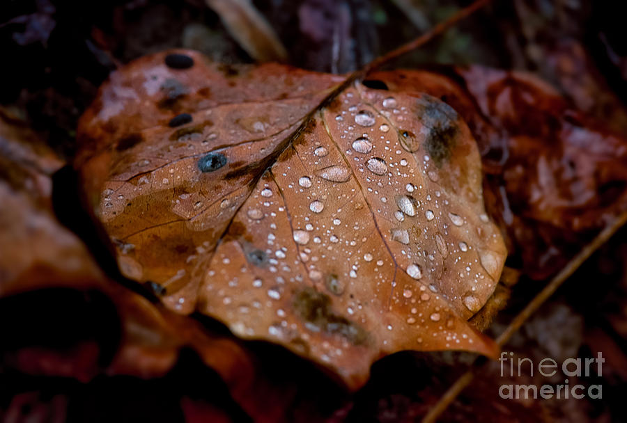 Autumn Rain Photograph By Tammy Cook Fine Art America