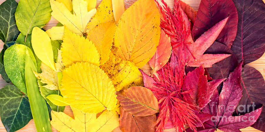 Autumn rainbow Photograph by Delphimages Photo Creations