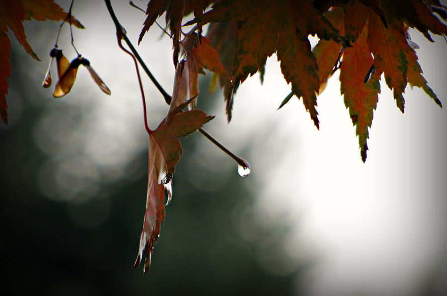 Autumn Raindrops Photograph by KATIE Vigil