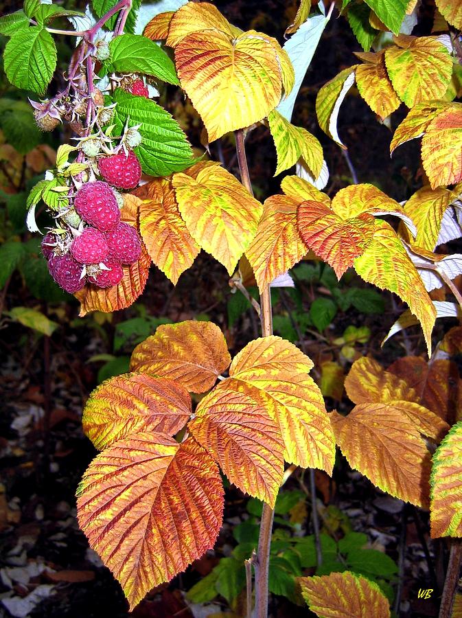 Raspberry Photograph - Autumn Raspberries by Will Borden