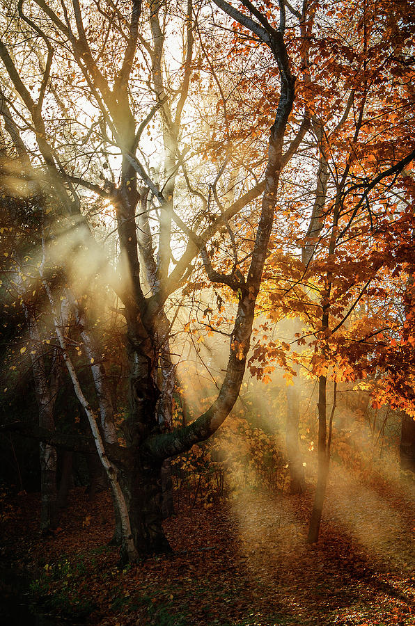 Autumn Rays Photograph by Susan McMenamin