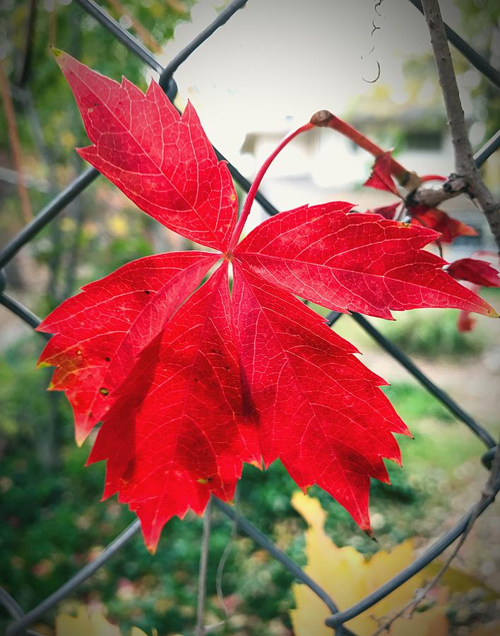 Autumn Red Photograph by Brad Hodges