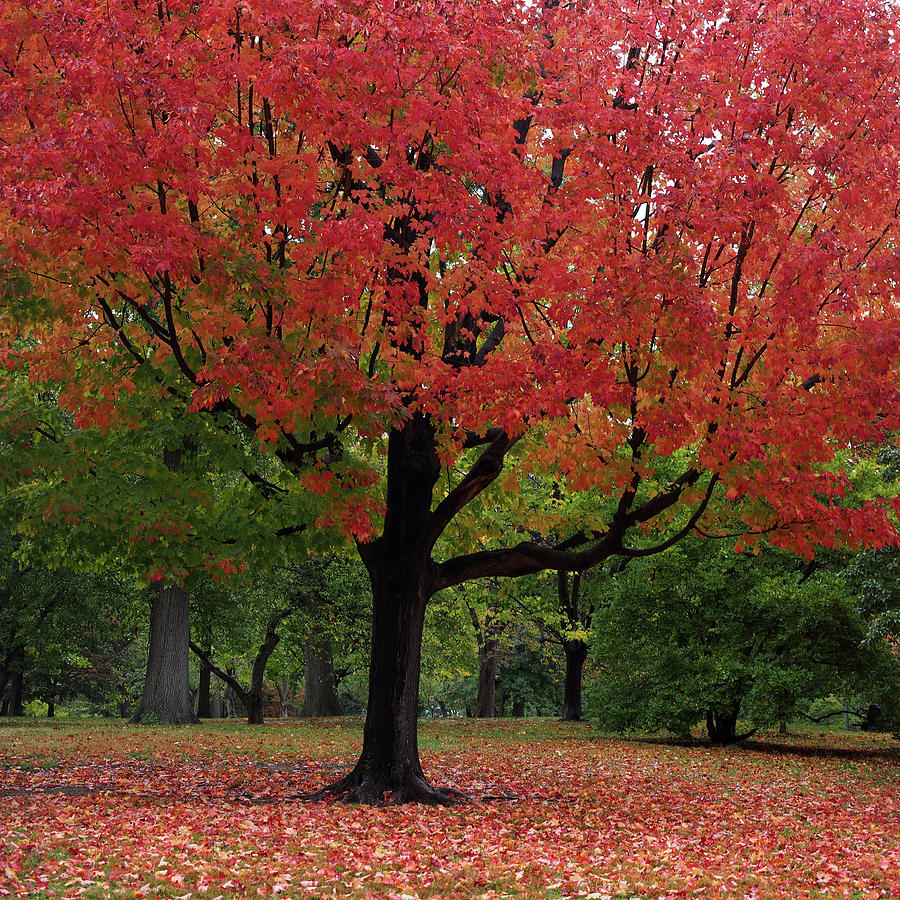 Autumn Red Photograph by Cornelis Verwaal
