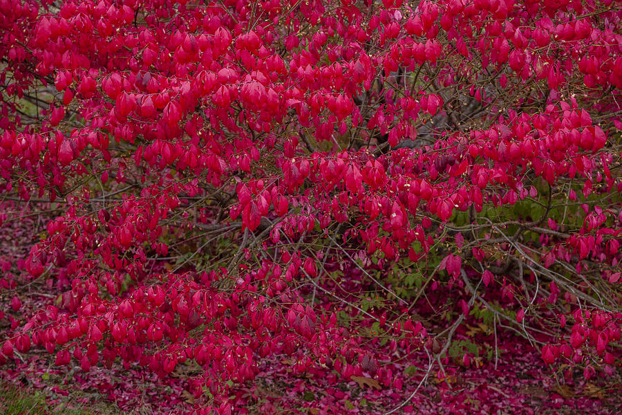 Autumn Red Hedge Photograph by Irwin Barrett