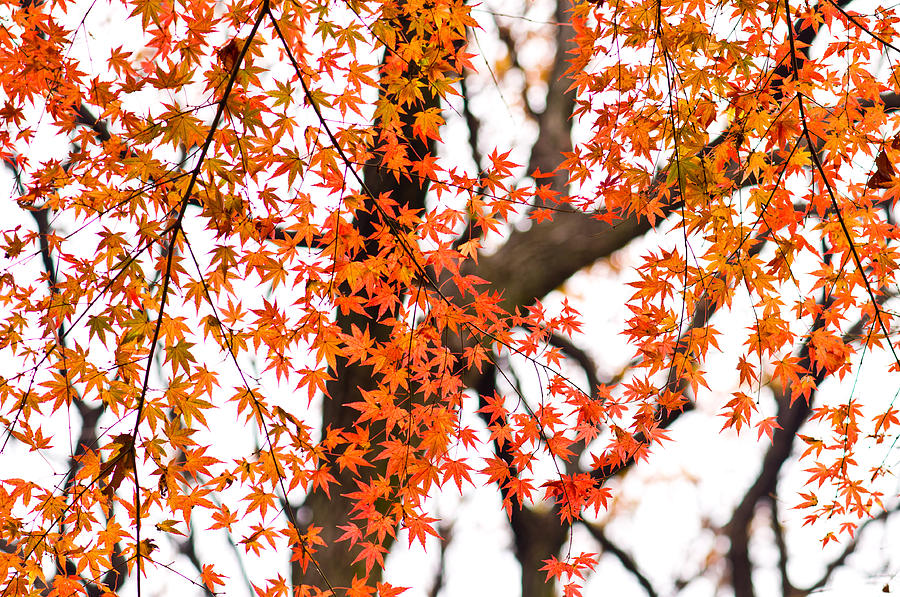 Autumn Red Leaves On A Tree Photograph