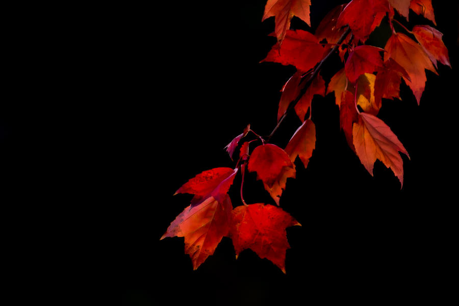 Autumn Red Maple Leaves on Black Photograph by Terry DeLuco