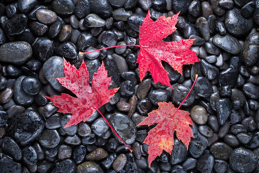 Autumn Red Maple Leaves Photograph by Steve Gadomski