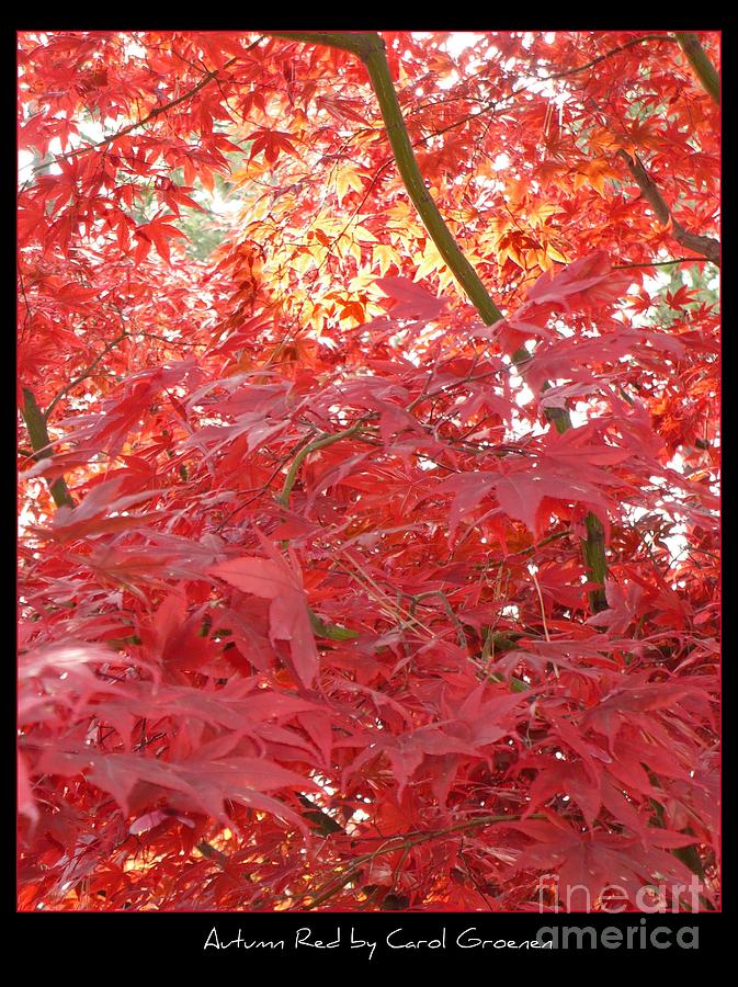 Autumn Red Poster Photograph by Carol Groenen