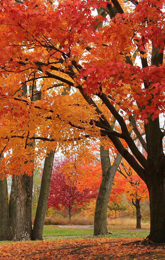 Autumn Red Photograph by Rosanne Jordan - Fine Art America