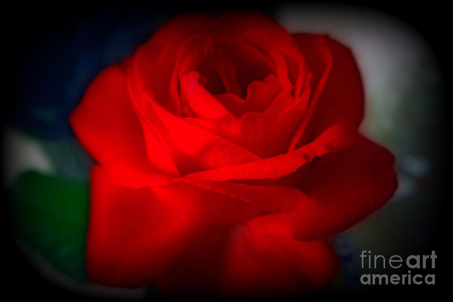 Nature Photograph - Autumn Red Rose by Kay Novy