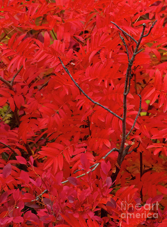 Autumn Red-Signed-#7285 Photograph by J L Woody Wooden