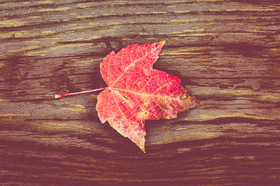 Autumn Red by Steve Stephenson Autumn Red by Steve Stephenson