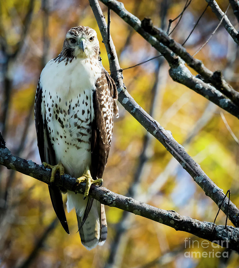 Canon Photograph - Autumn Red-tailed Hawk by Ricky L Jones Canon Photograph - Autumn Red-tailed Hawk by Ricky L Jones