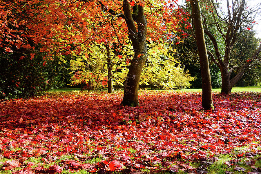 Autumn reds Photograph by Colin Rayner
