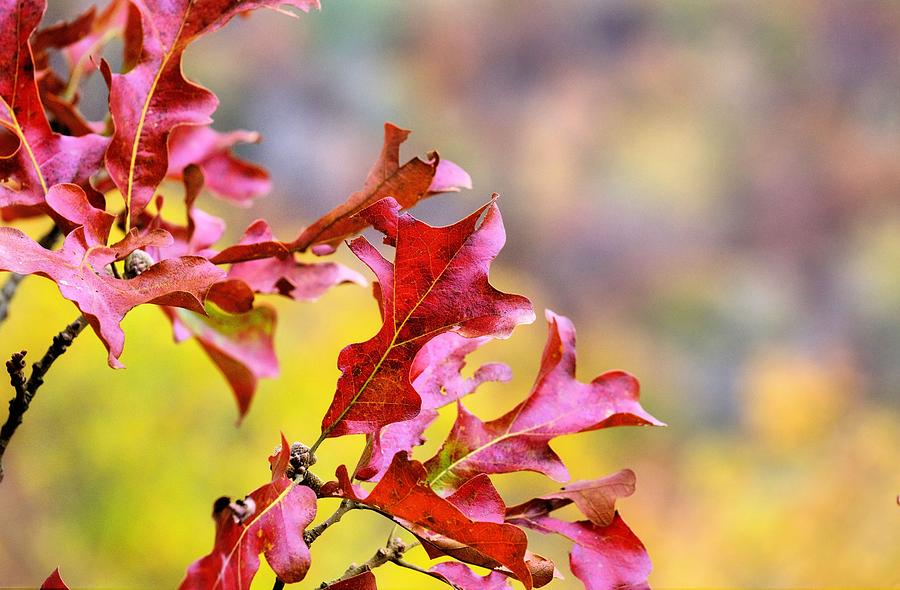 Autumn Reds in the Ozarks Photograph by JC Findley