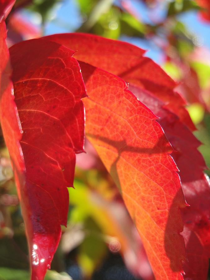 Autumn reds Photograph by Susan Baker