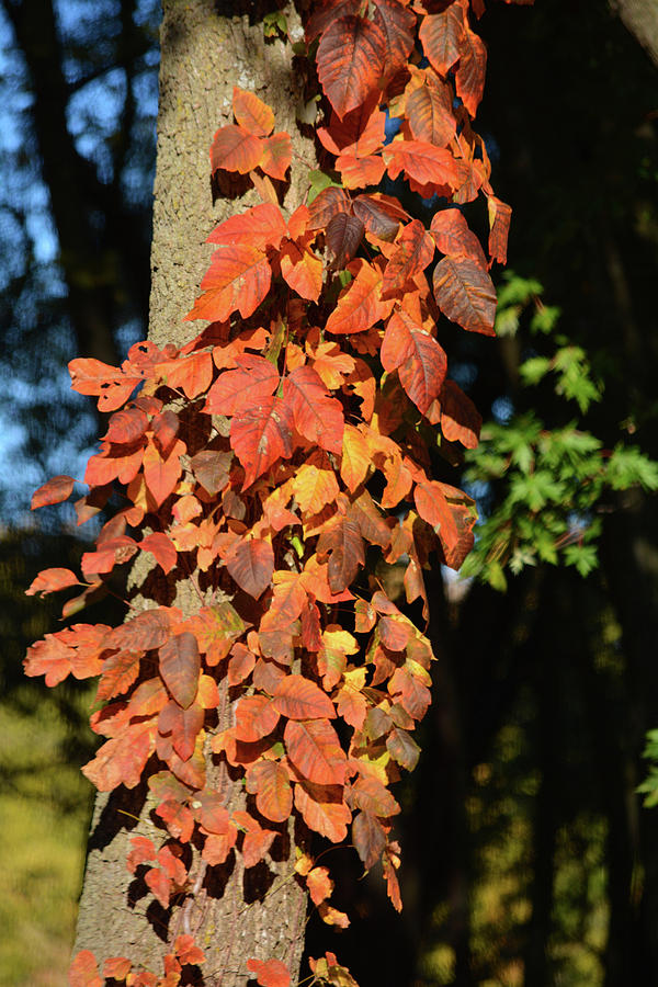 Autumn Redvine Photograph by Bonfire Photography