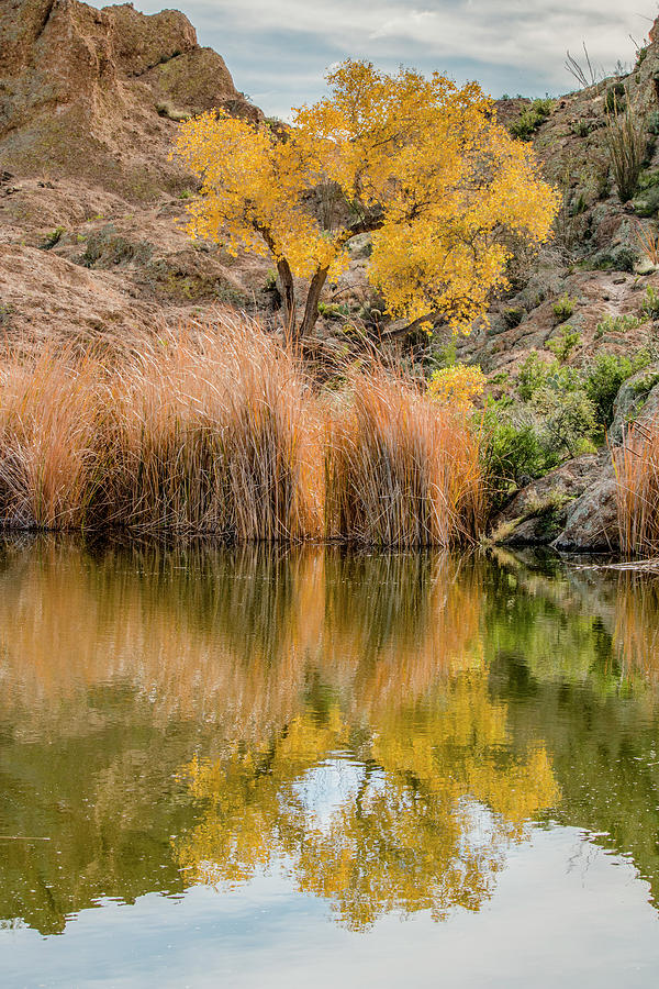 Autumn Reflection at Boyce Thompson Arboretum Photograph by Teresa Wilson