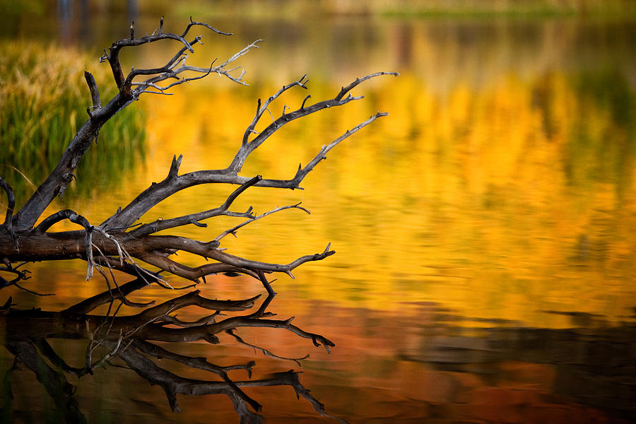 Tree Photograph - Autumn Reflection by Dan Holmes