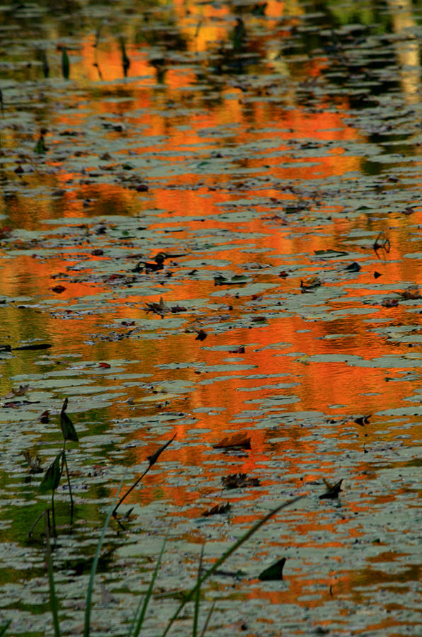 Maple Trees Photograph - Autumn Reflection by Roger Soule Maple Trees Photograph - Autumn Reflection by Roger Soule