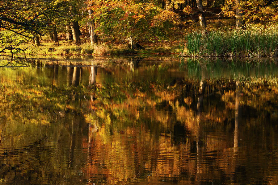 Autumn Reflections - 365-191 Photograph by Inge Riis McDonald