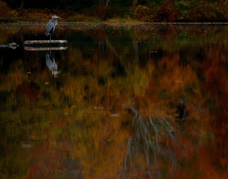 Autumn Rumford Heron Reflections Photograph by Garrett Sheehan