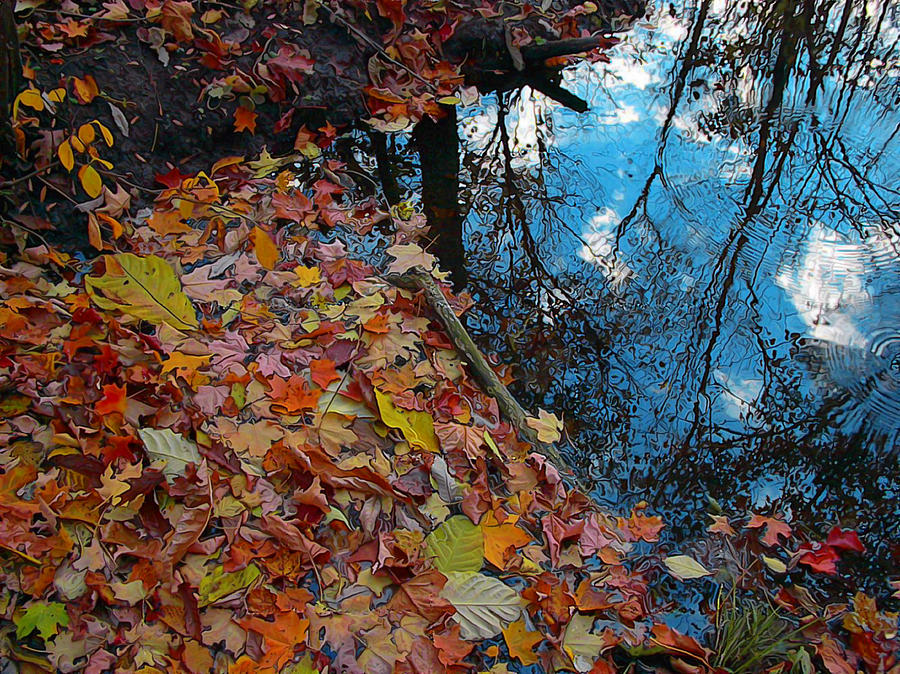 Autumn reflections Photograph by Gina Signore