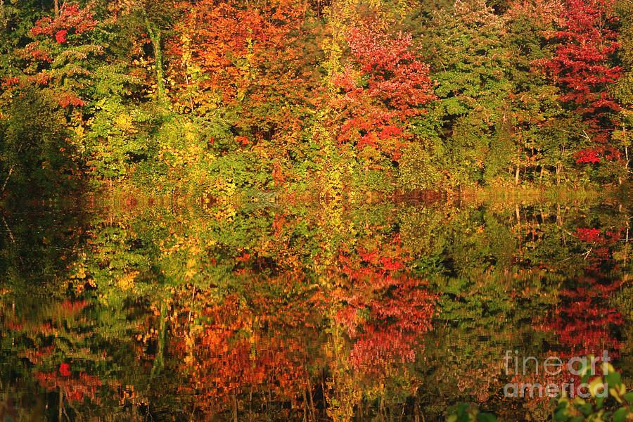 Autumn Reflections In A Pond Photograph by Smilin Eyes Treasures