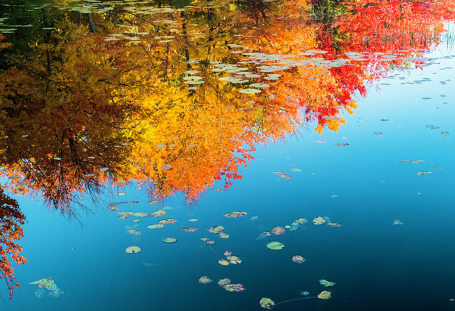 Autumn Reflections Photograph by John Roach