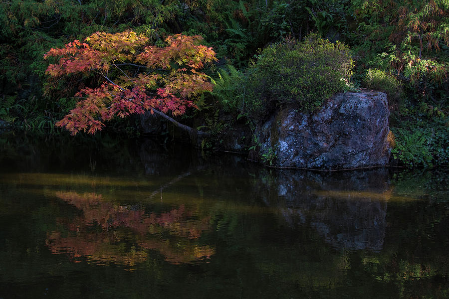 Autumn Reflections Photograph by Matt McDonald
