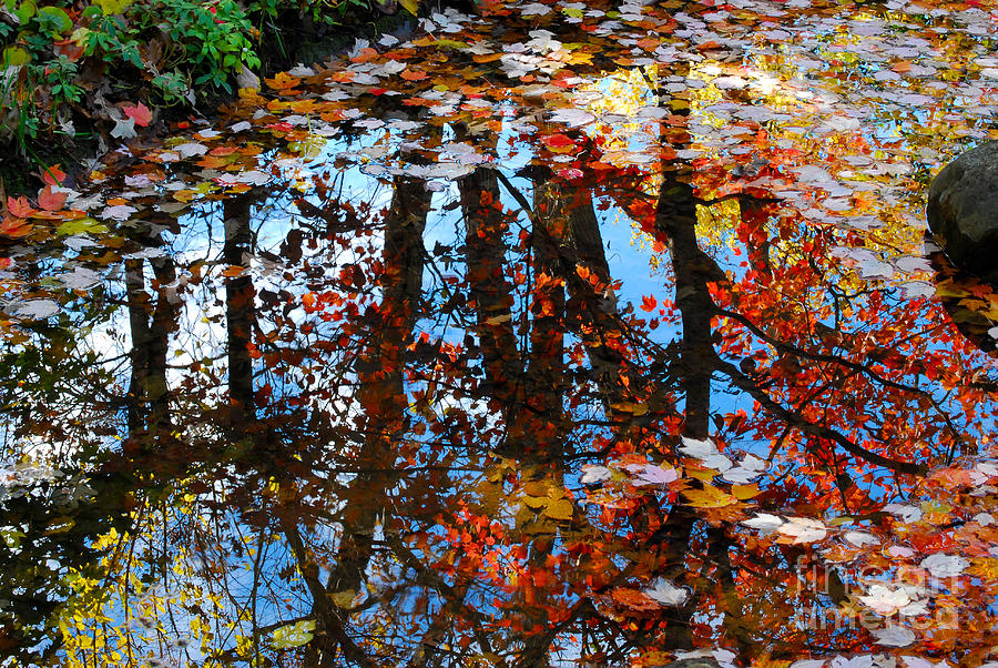 Autumn Reflections Photograph by Nancy Mueller