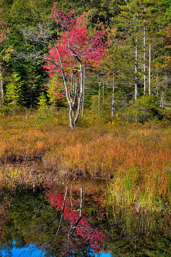 Autumn Reflections on Cary Lake Photograph by David Patterson