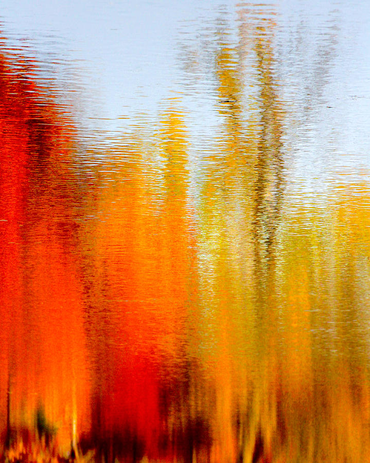 Tree Photograph - Autumn Reflections by Paul Malen