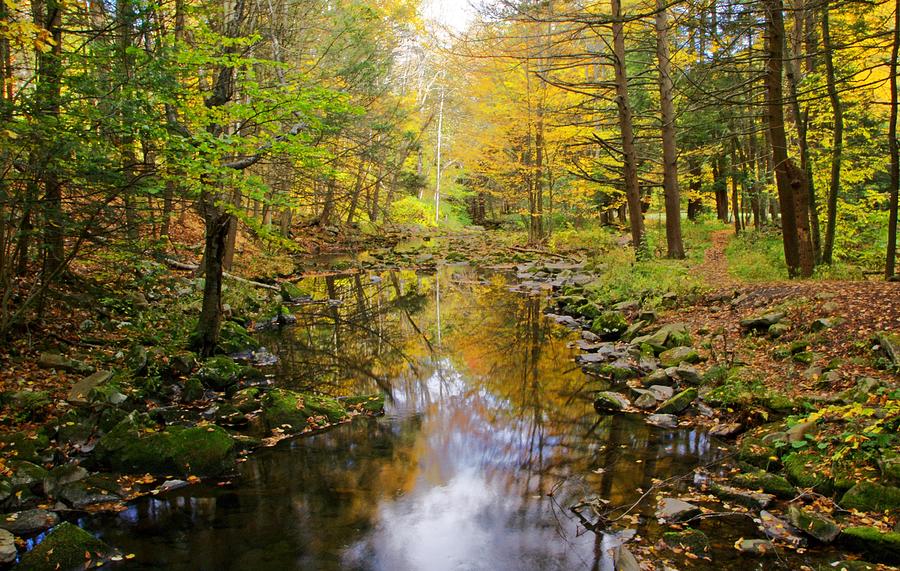 Tree Photograph - Autumn Reflections by Stephanie Calhoun