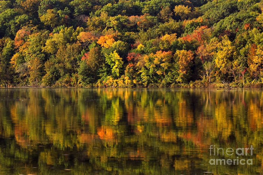 Tree Photograph - Autumn Reflections  by Viviana  Nadowski