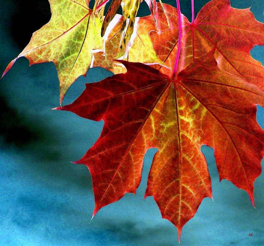 Fall Photograph - Autumn Regalia by Will Borden